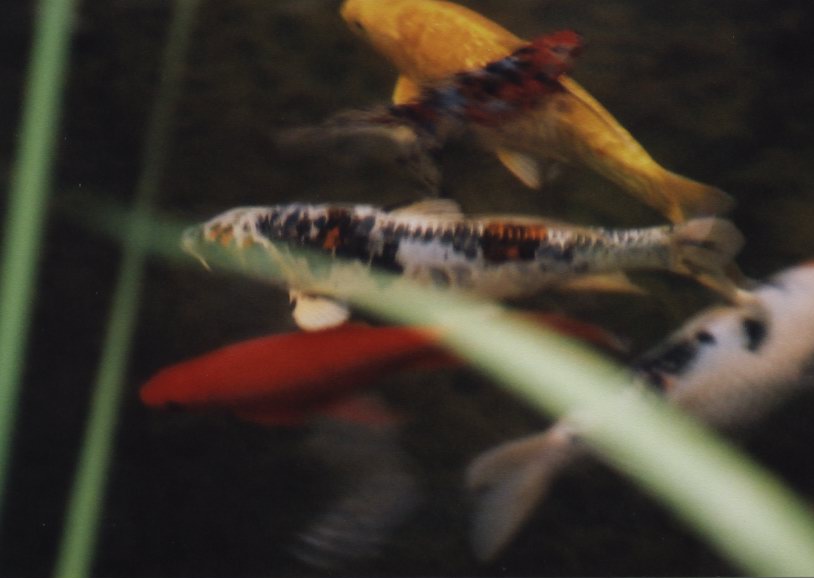 Several koi