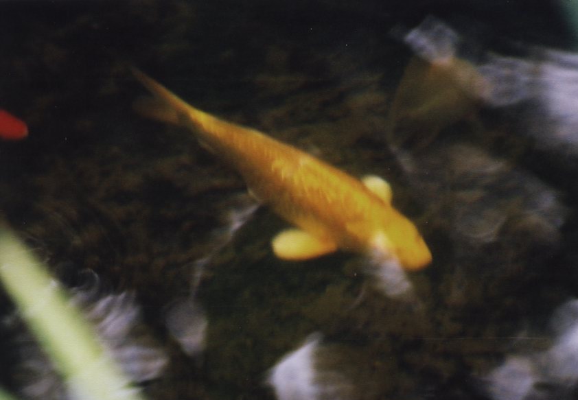 Yellow Ogon koi