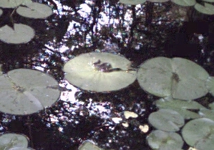 Snake among lily pads