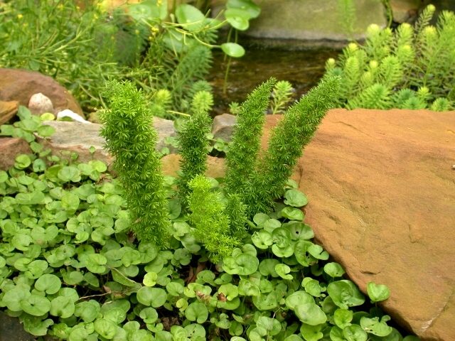 Foxtail fern at the water