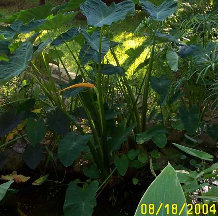 Taro in bloom