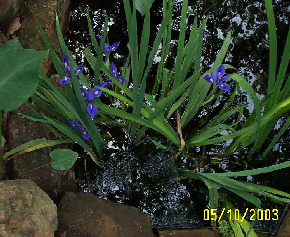 Blue water iris
