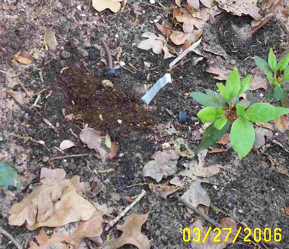 Young gunnera
