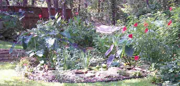 The garden in full summer